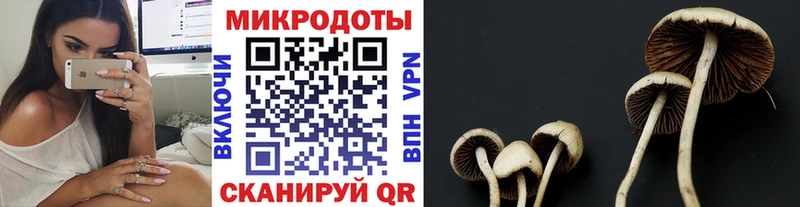 наркотики  Льгов  Галлюциногенные грибы Psilocybine cubensis 